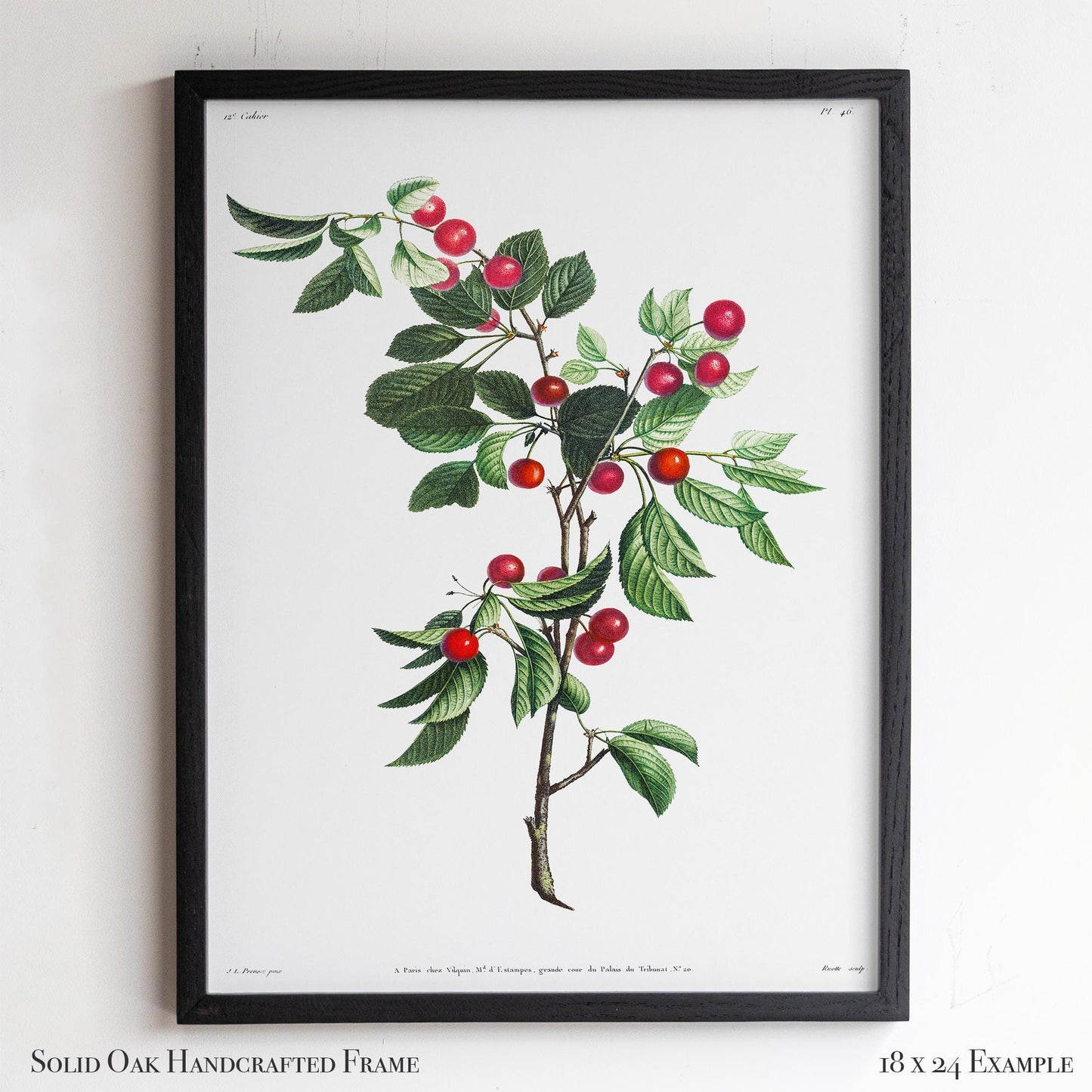 Cherry Botanical Illustration | Vintage Fruit Wall Art | Victorian Kitchen or Dining Room Decor | 2VP