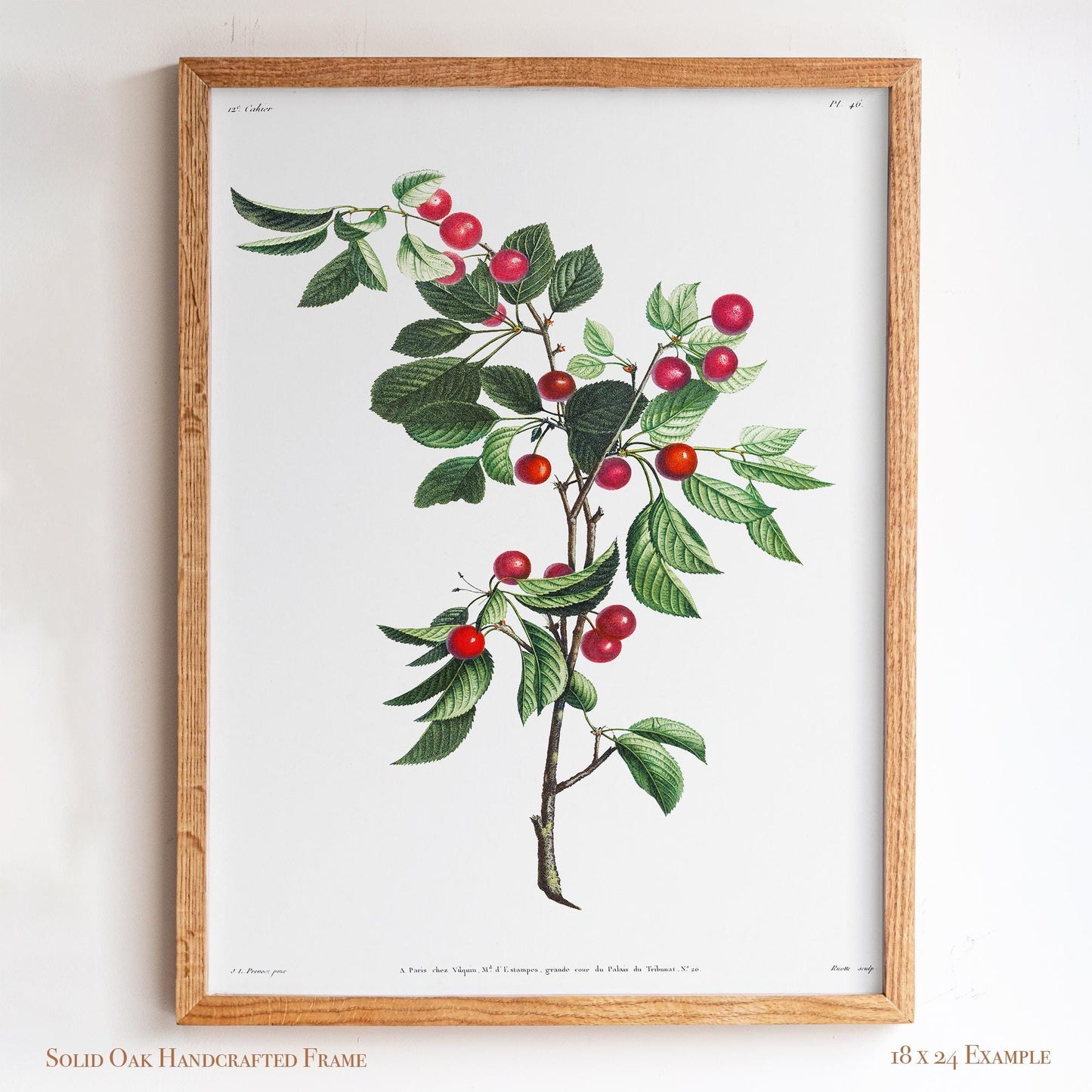 Cherry Botanical Illustration | Vintage Fruit Wall Art | Victorian Kitchen or Dining Room Decor | 2VP