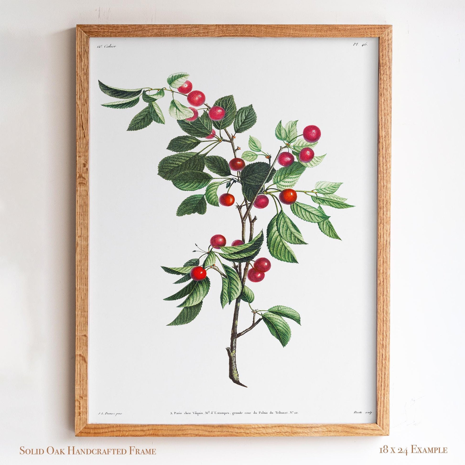 Cherry Botanical Illustration | Vintage Fruit Wall Art | Victorian Kitchen or Dining Room Decor | 2VP