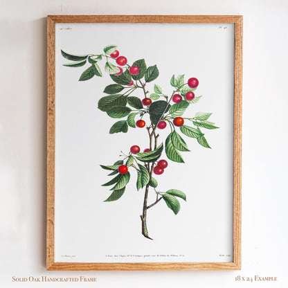 Cherry Botanical Illustration | Vintage Fruit Wall Art | Victorian Kitchen or Dining Room Decor | 2VP