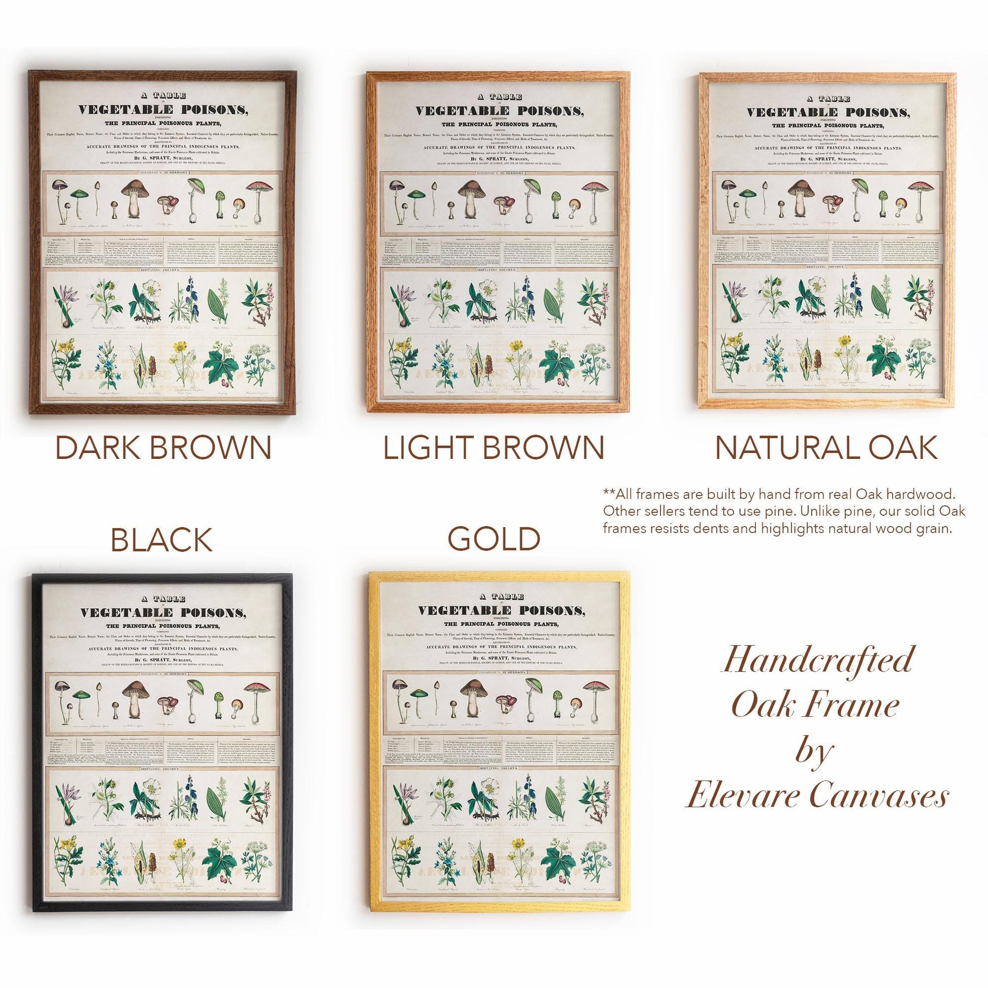 Vintage Botanical “Vegetable Poisons” Chart | Poisonous Plants & Mushrooms | Victorian Science Wall Art for Study or Library | 1VP