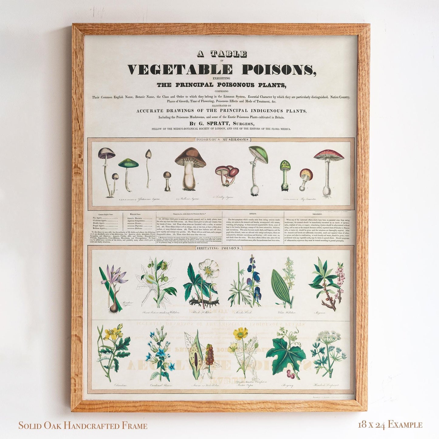 Vintage Botanical “Vegetable Poisons” Chart | Poisonous Plants & Mushrooms | Victorian Science Wall Art for Study or Library | 1VP