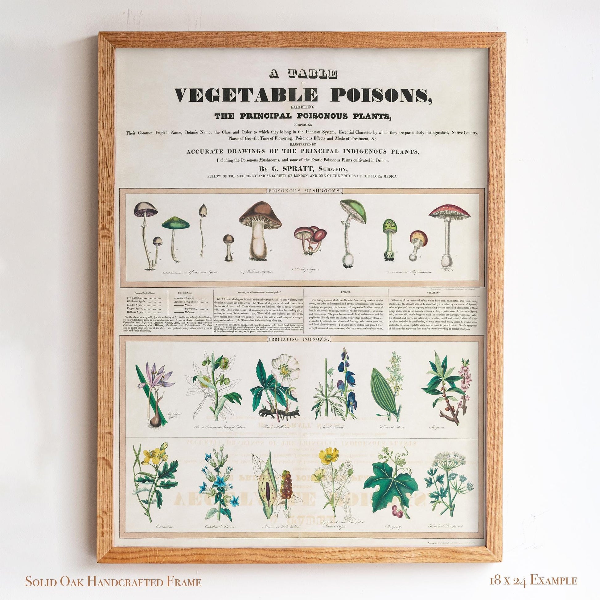 Vintage Botanical “Vegetable Poisons” Chart | Poisonous Plants & Mushrooms | Victorian Science Wall Art for Study or Library | 1VP