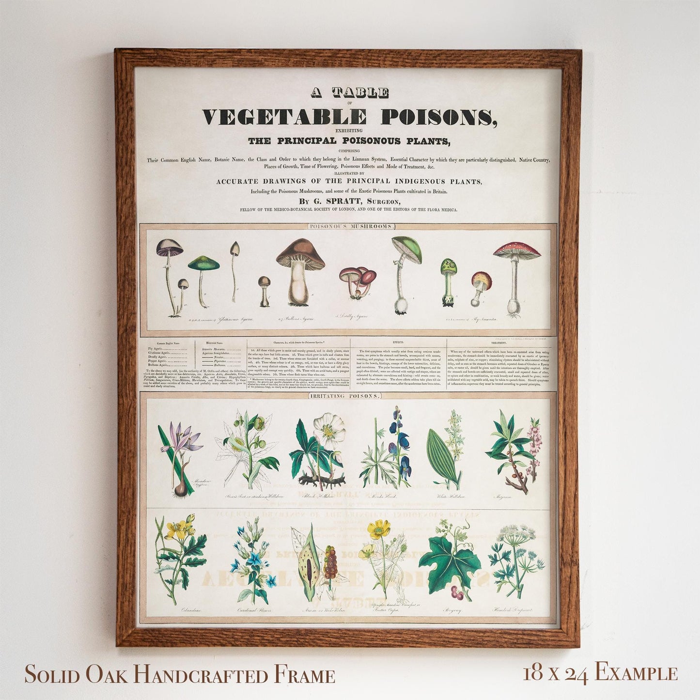 Vintage Botanical “Vegetable Poisons” Chart | Poisonous Plants & Mushrooms | Victorian Science Wall Art for Study or Library | 1VP