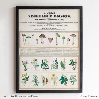 Vintage Botanical “Vegetable Poisons” Chart | Poisonous Plants & Mushrooms | Victorian Science Wall Art for Study or Library | 1VP