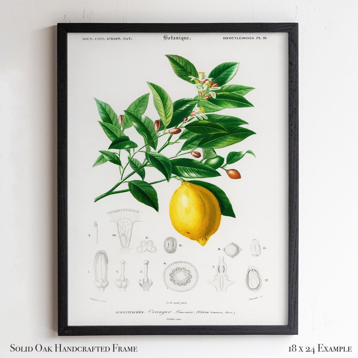 Lemon Botanical Illustration | Antique French Citrus Print | Victorian Kitchen Wall Art | 3VP