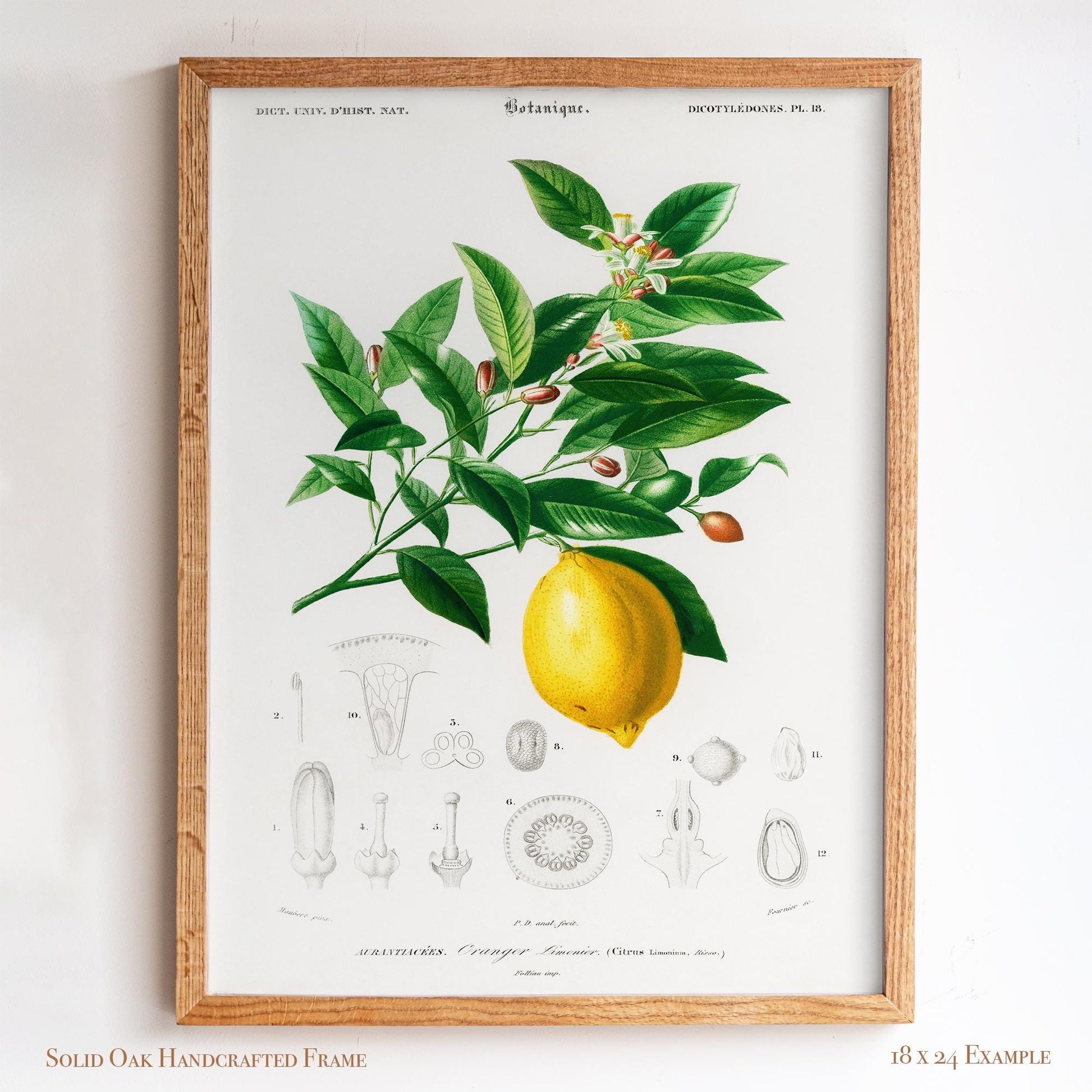 Lemon Botanical Illustration | Antique French Citrus Print | Victorian Kitchen Wall Art | 3VP
