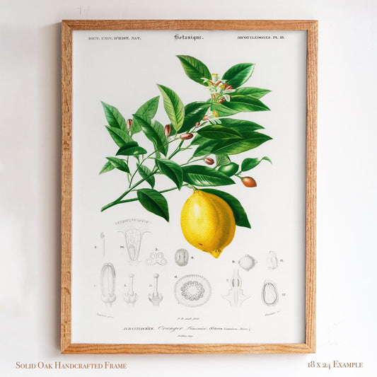 Lemon Botanical Illustration | Antique French Citrus Print | Victorian Kitchen Wall Art | 3VP
