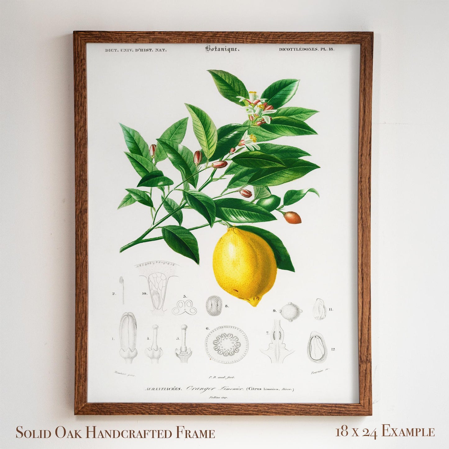 Lemon Botanical Illustration | Antique French Citrus Print | Victorian Kitchen Wall Art | 3VP