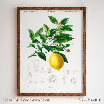 Lemon Botanical Illustration | Antique French Citrus Print | Victorian Kitchen Wall Art | 3VP