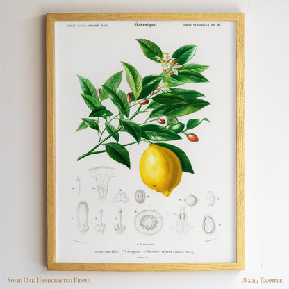 Lemon Botanical Illustration | Antique French Citrus Print | Victorian Kitchen Wall Art | 3VP