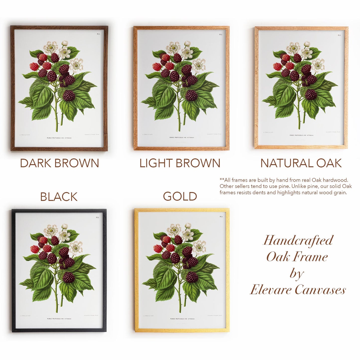 Botanical Illustration | Vintage Blackberry Fruit Framed Print | Victorian Kitchen or Dining Room Decor | 6VP