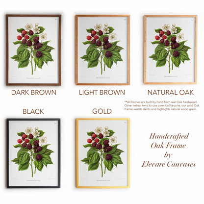 Botanical Illustration | Vintage Blackberry Fruit Framed Print | Victorian Kitchen or Dining Room Decor | 6VP