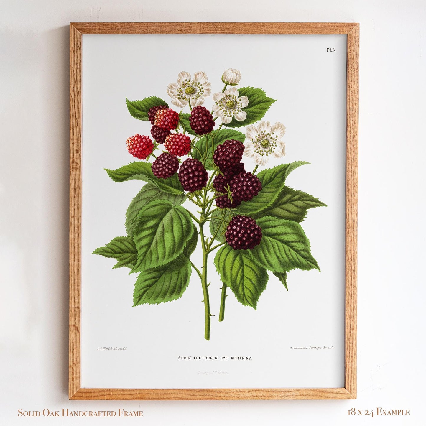 Botanical Illustration | Vintage Blackberry Fruit Framed Print | Victorian Kitchen or Dining Room Decor | 6VP