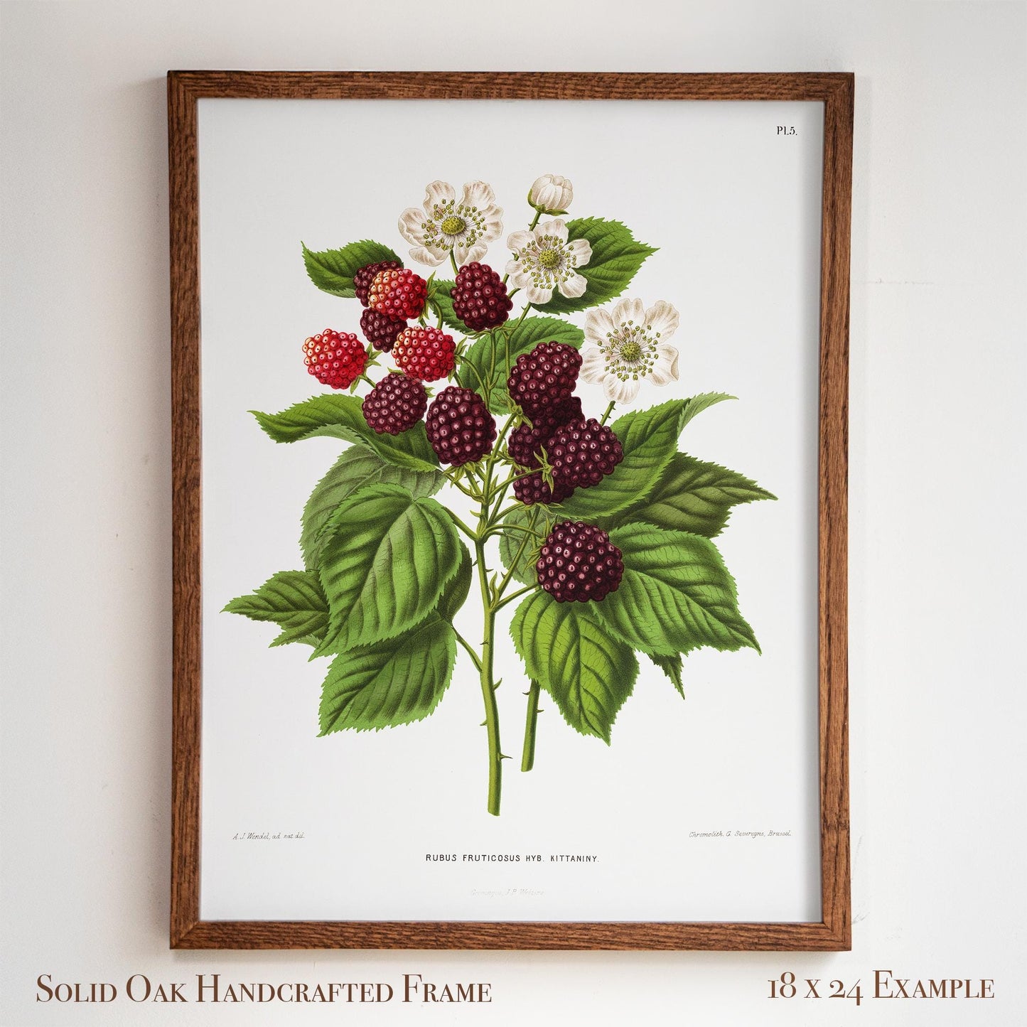 Botanical Illustration | Vintage Blackberry Fruit Framed Print | Victorian Kitchen or Dining Room Decor | 6VP