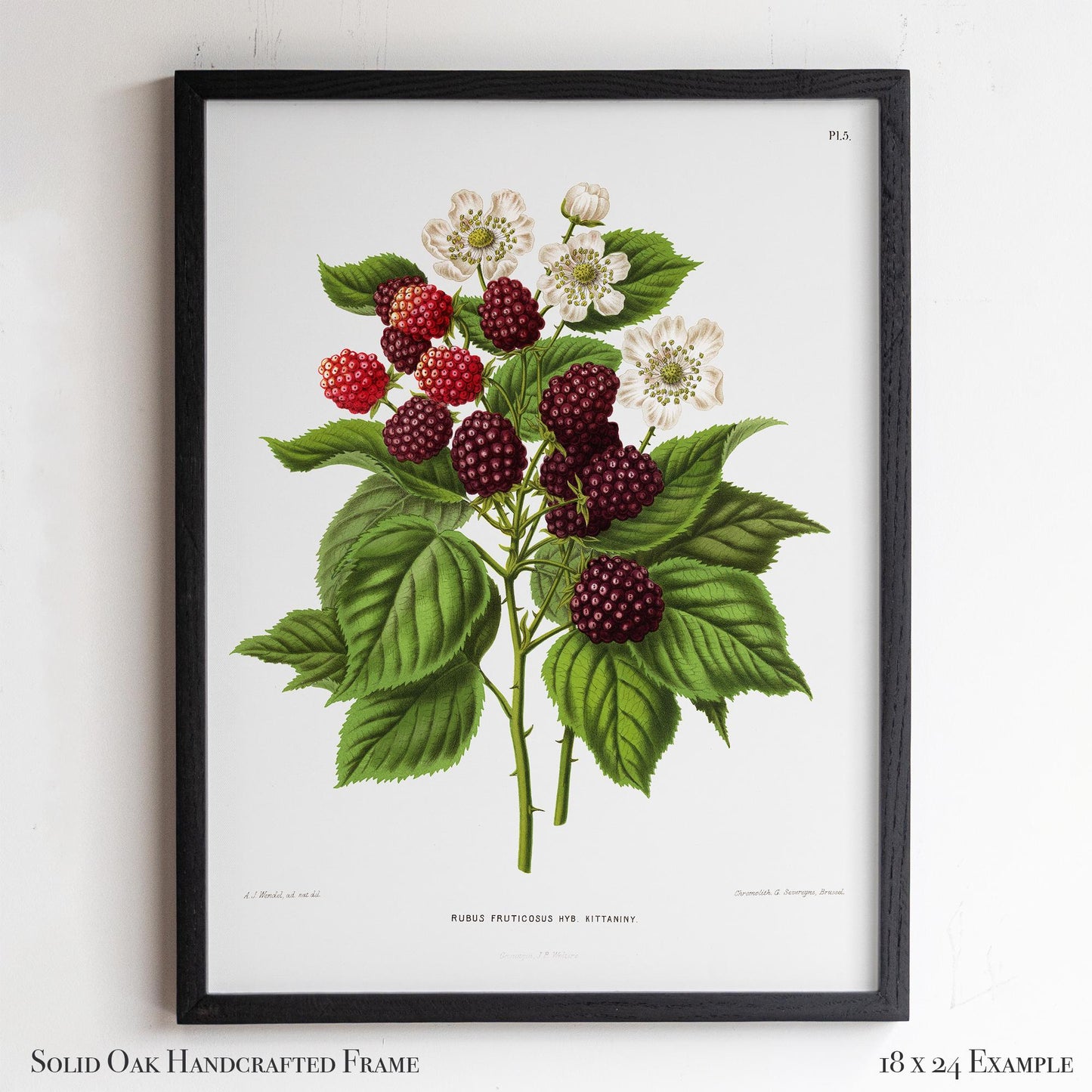 Botanical Illustration | Vintage Blackberry Fruit Framed Print | Victorian Kitchen or Dining Room Decor | 6VP