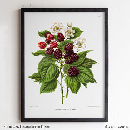 Botanical Illustration | Vintage Blackberry Fruit Framed Print | Victorian Kitchen or Dining Room Decor | 6VP