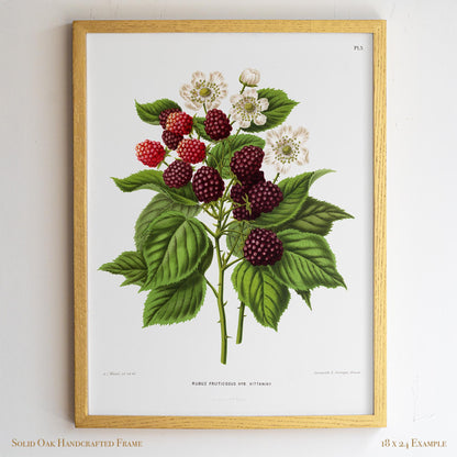 Botanical Illustration | Vintage Blackberry Fruit Framed Print | Victorian Kitchen or Dining Room Decor | 6VP