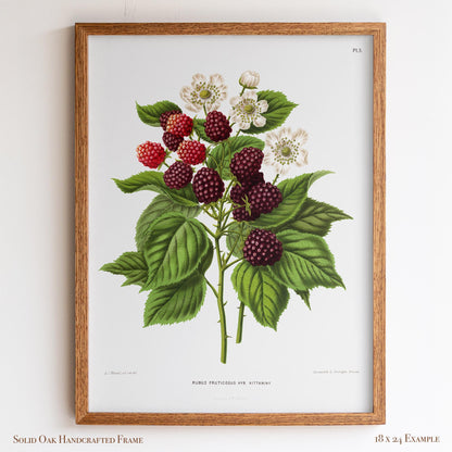 Botanical Illustration | Vintage Blackberry Fruit Framed Print | Victorian Kitchen or Dining Room Decor | 6VP