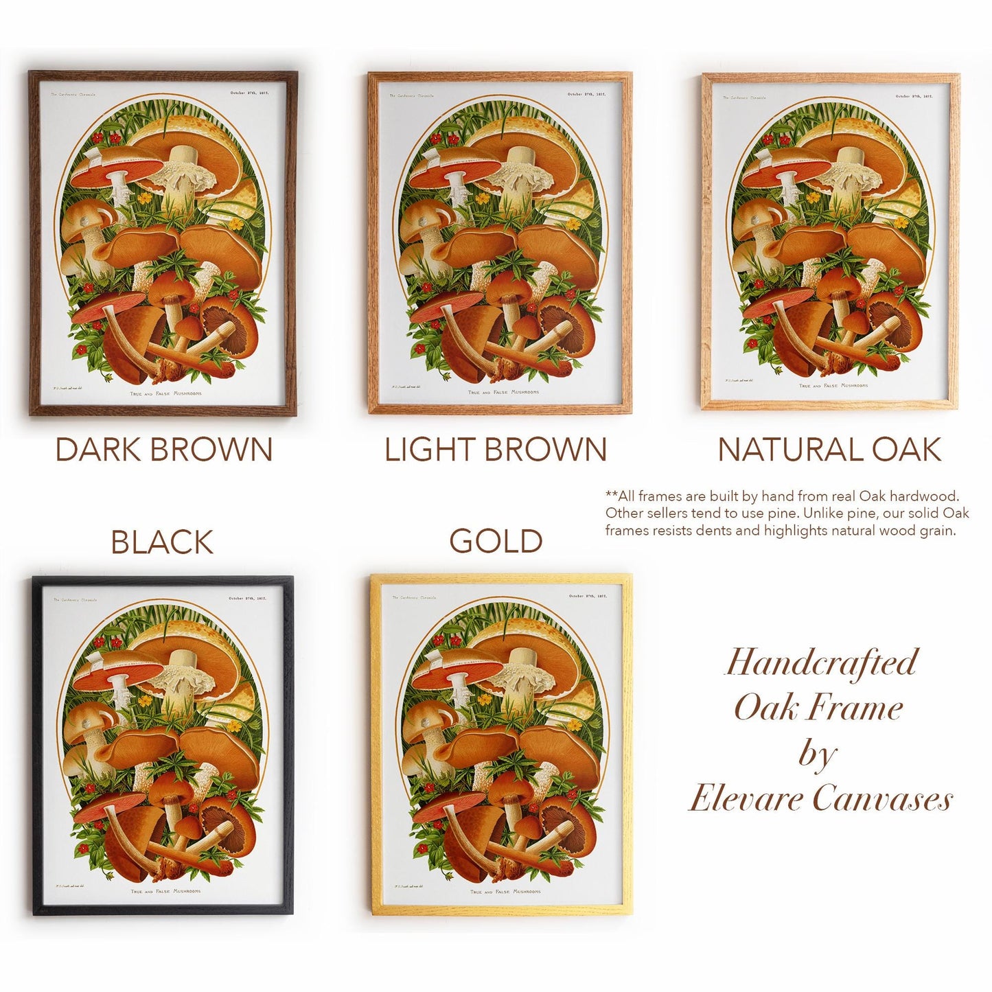 Vintage Moshroom Chart | Orange and Brown Fungi Print | Cottagecore Apothecary and Library Wall Art | 8VP