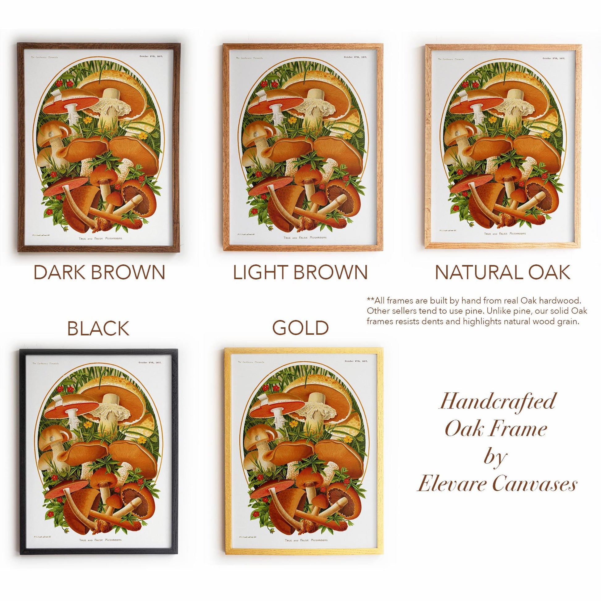 Vintage Moshroom Chart | Orange and Brown Fungi Print | Cottagecore Apothecary and Library Wall Art | 8VP