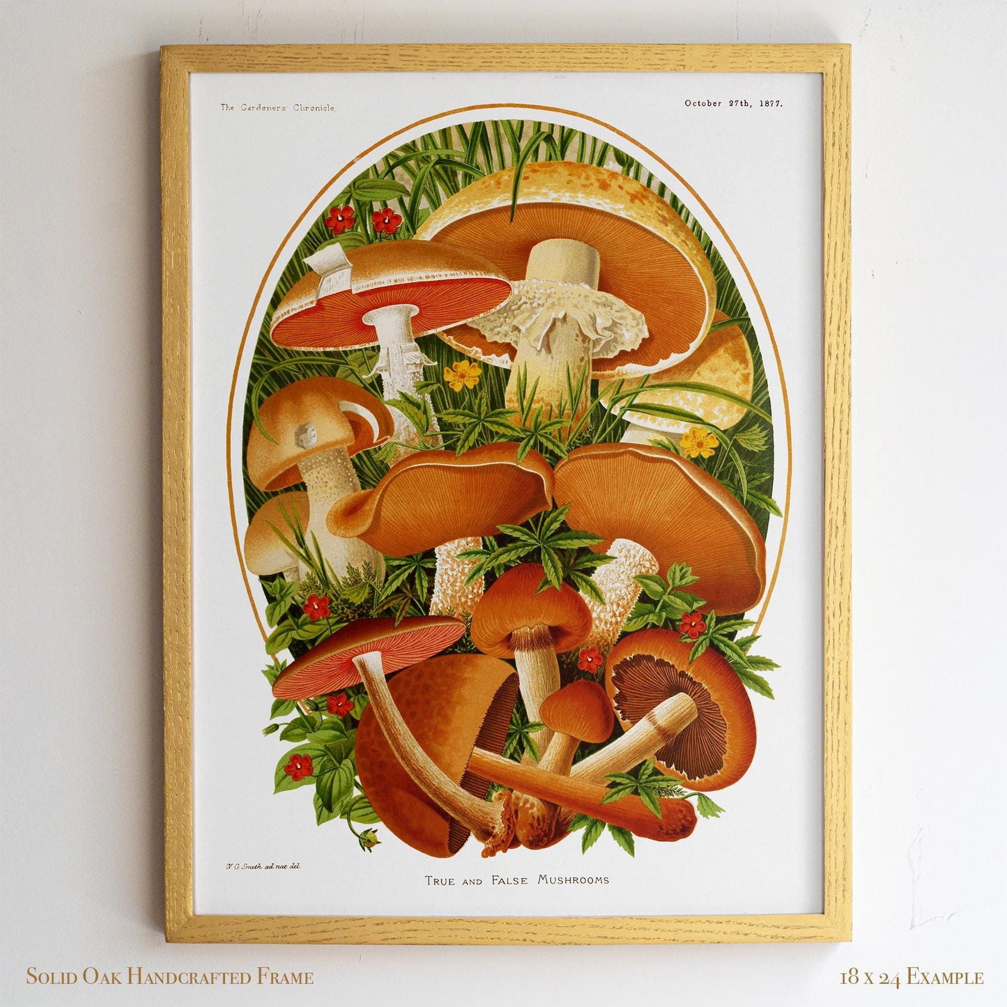 Vintage Moshroom Chart | Orange and Brown Fungi Print | Cottagecore Apothecary and Library Wall Art | 8VP