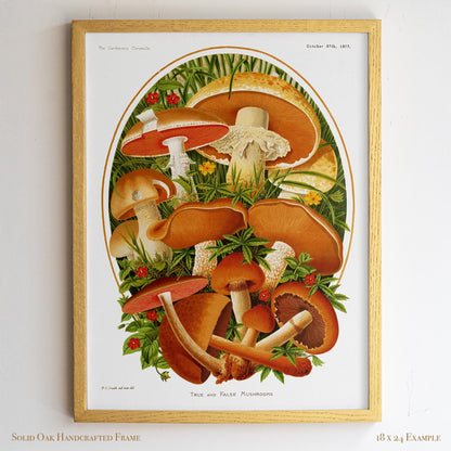 Vintage Moshroom Chart | Orange and Brown Fungi Print | Cottagecore Apothecary and Library Wall Art | 8VP