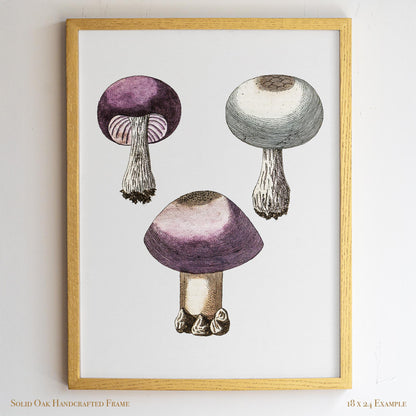 Purple Mushroom Illustration | Vintage Mycology Print | Victorian Kitchen or Study Decor | 10VP