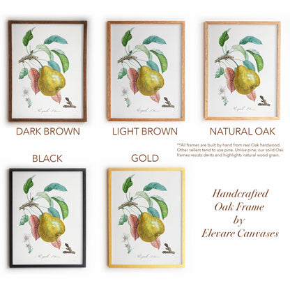 Vintage Pear “Royale d’hiver” | Botanical Fruit Poster | Cottagecore Pantry & Farmhouse Decor | 12VP