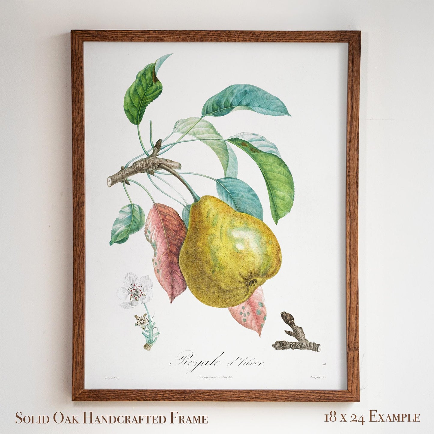 Vintage Pear “Royale d’hiver” | Botanical Fruit Poster | Cottagecore Pantry & Farmhouse Decor | 12VP