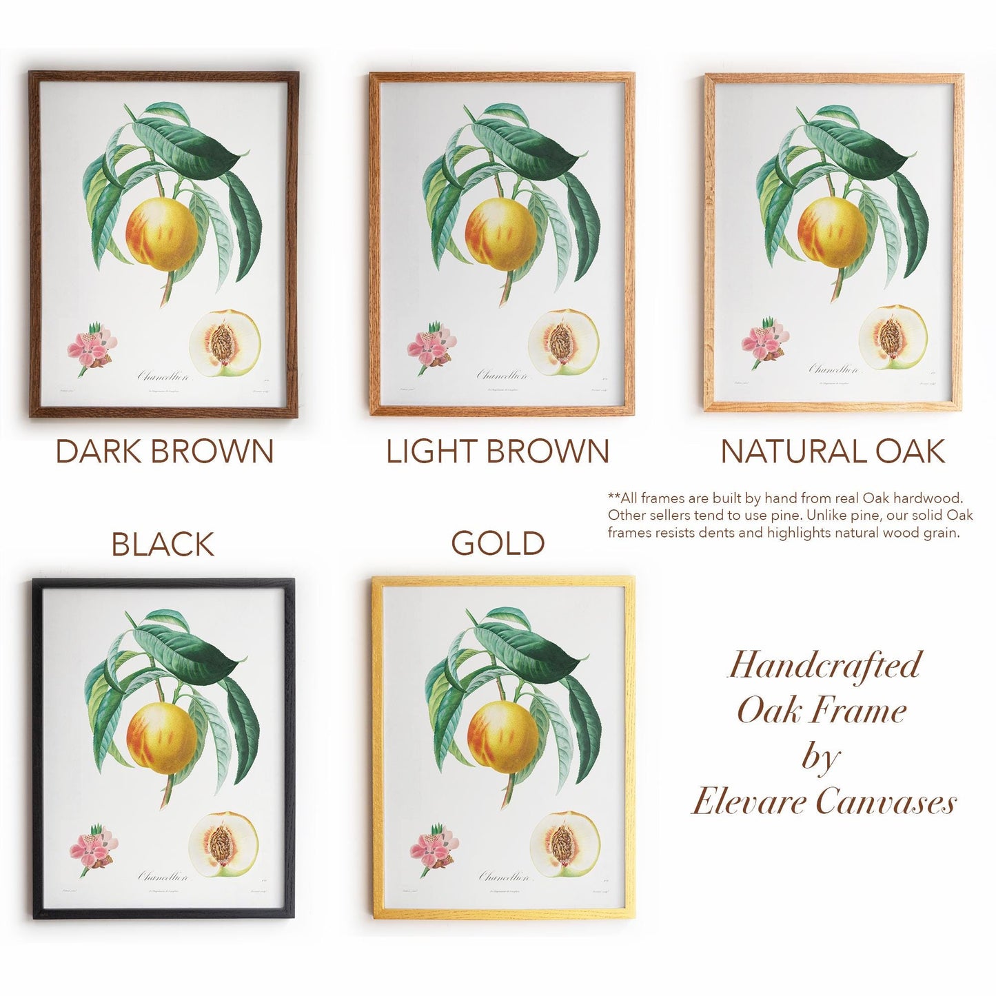 Vintage French Botanical Peach Drawing – Golden Fruit & Green Leaves – Antique Farmhouse Kitchen, Garden, or Cafe Wall Art | 13VP