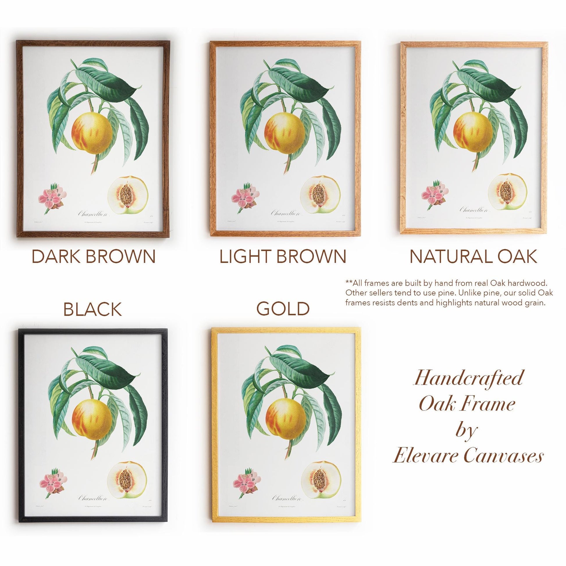 Vintage French Botanical Peach Drawing – Golden Fruit & Green Leaves – Antique Farmhouse Kitchen, Garden, or Cafe Wall Art | 13VP