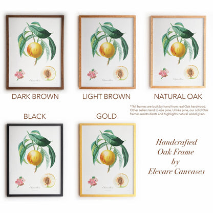 Vintage French Botanical Peach Drawing – Golden Fruit & Green Leaves – Antique Farmhouse Kitchen, Garden, or Cafe Wall Art | 13VP