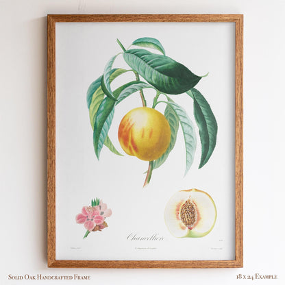 Vintage French Botanical Peach Drawing – Golden Fruit & Green Leaves – Antique Farmhouse Kitchen, Garden, or Cafe Wall Art | 13VP