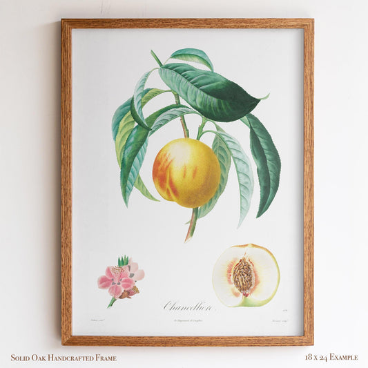Vintage French Botanical Peach Drawing – Golden Fruit & Green Leaves – Antique Farmhouse Kitchen, Garden, or Cafe Wall Art | 13VP
