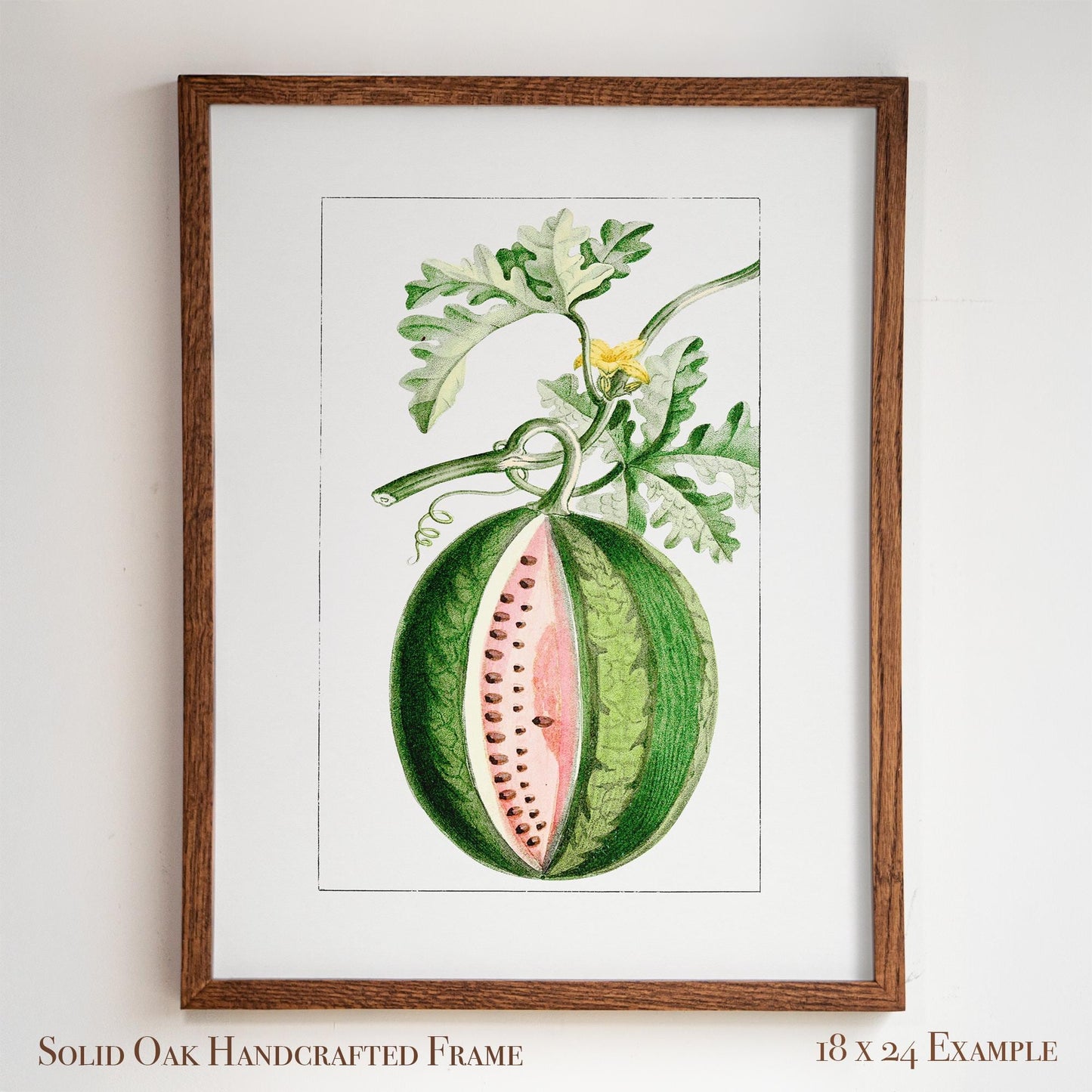 Watermelon Vintage Botanical Illustration | Antique Fruit Drawing Print | Victorian Kitchen Wall Art | 14VP