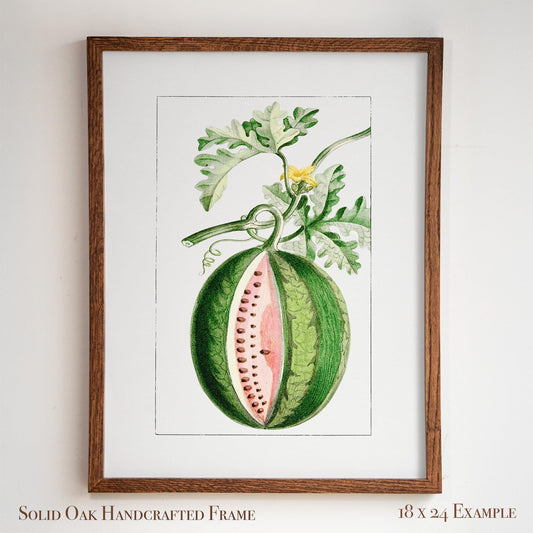 Watermelon Vintage Botanical Illustration | Antique Fruit Drawing Print | Victorian Kitchen Wall Art | 14VP