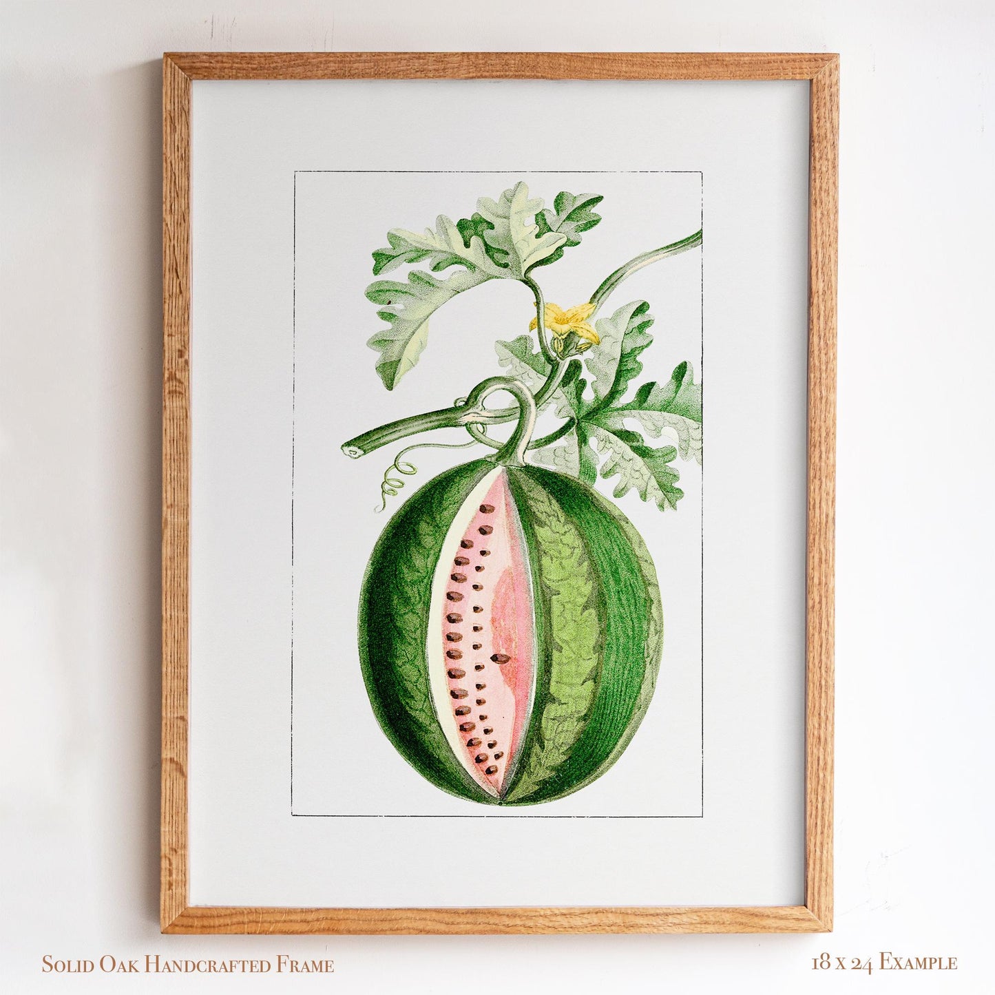 Watermelon Vintage Botanical Illustration | Antique Fruit Drawing Print | Victorian Kitchen Wall Art | 14VP