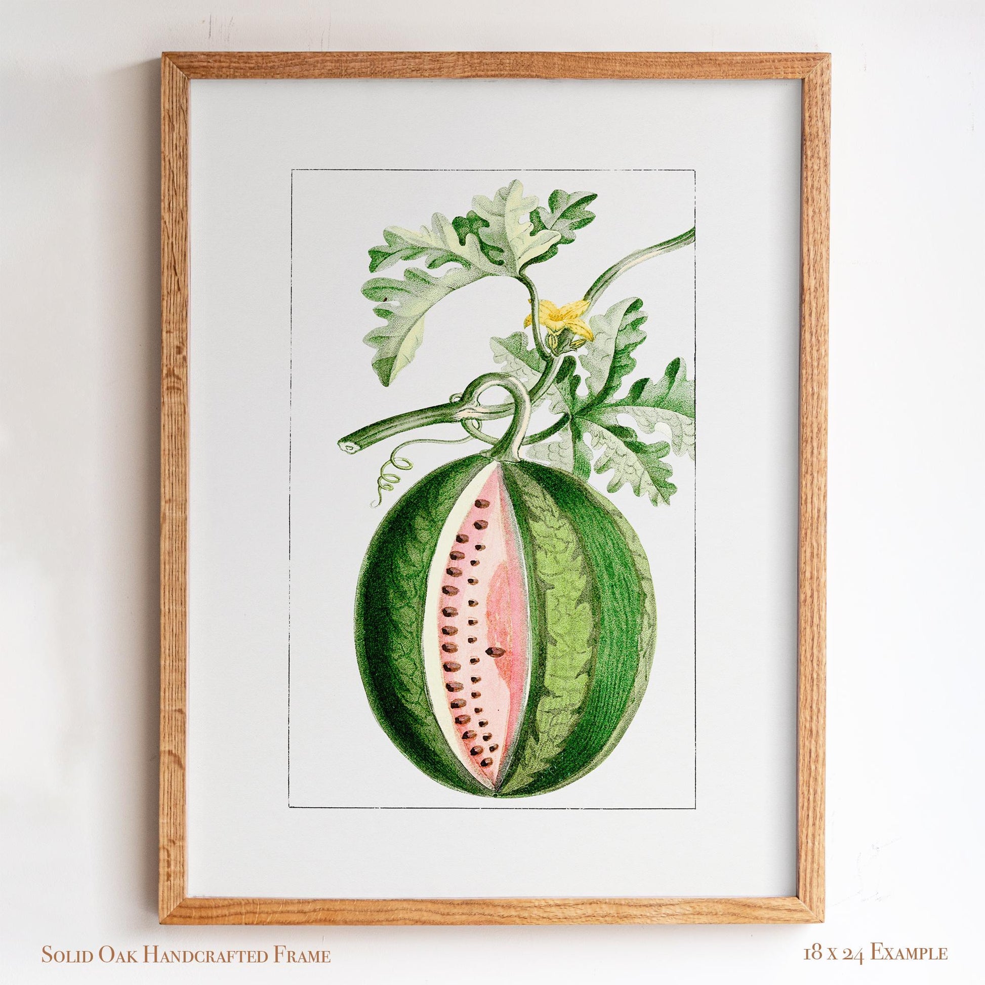 Watermelon Vintage Botanical Illustration | Antique Fruit Drawing Print | Victorian Kitchen Wall Art | 14VP