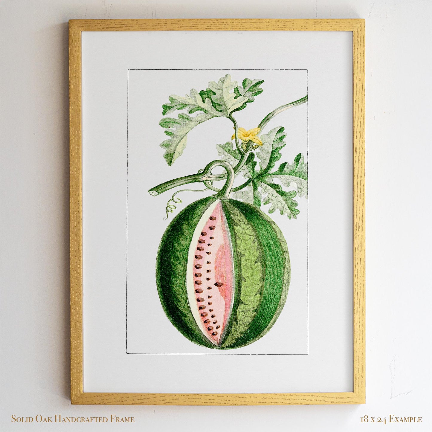 Watermelon Vintage Botanical Illustration | Antique Fruit Drawing Print | Victorian Kitchen Wall Art | 14VP