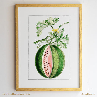 Watermelon Vintage Botanical Illustration | Antique Fruit Drawing Print | Victorian Kitchen Wall Art | 14VP