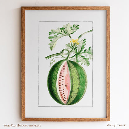 Watermelon Vintage Botanical Illustration | Antique Fruit Drawing Print | Victorian Kitchen Wall Art | 14VP