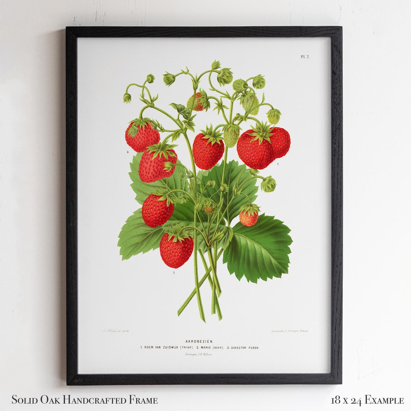 Antique Dutch Strawberry Plant | Vintage Pomology Botanical Poster | Cottagecore Pantry Decor | 15VP