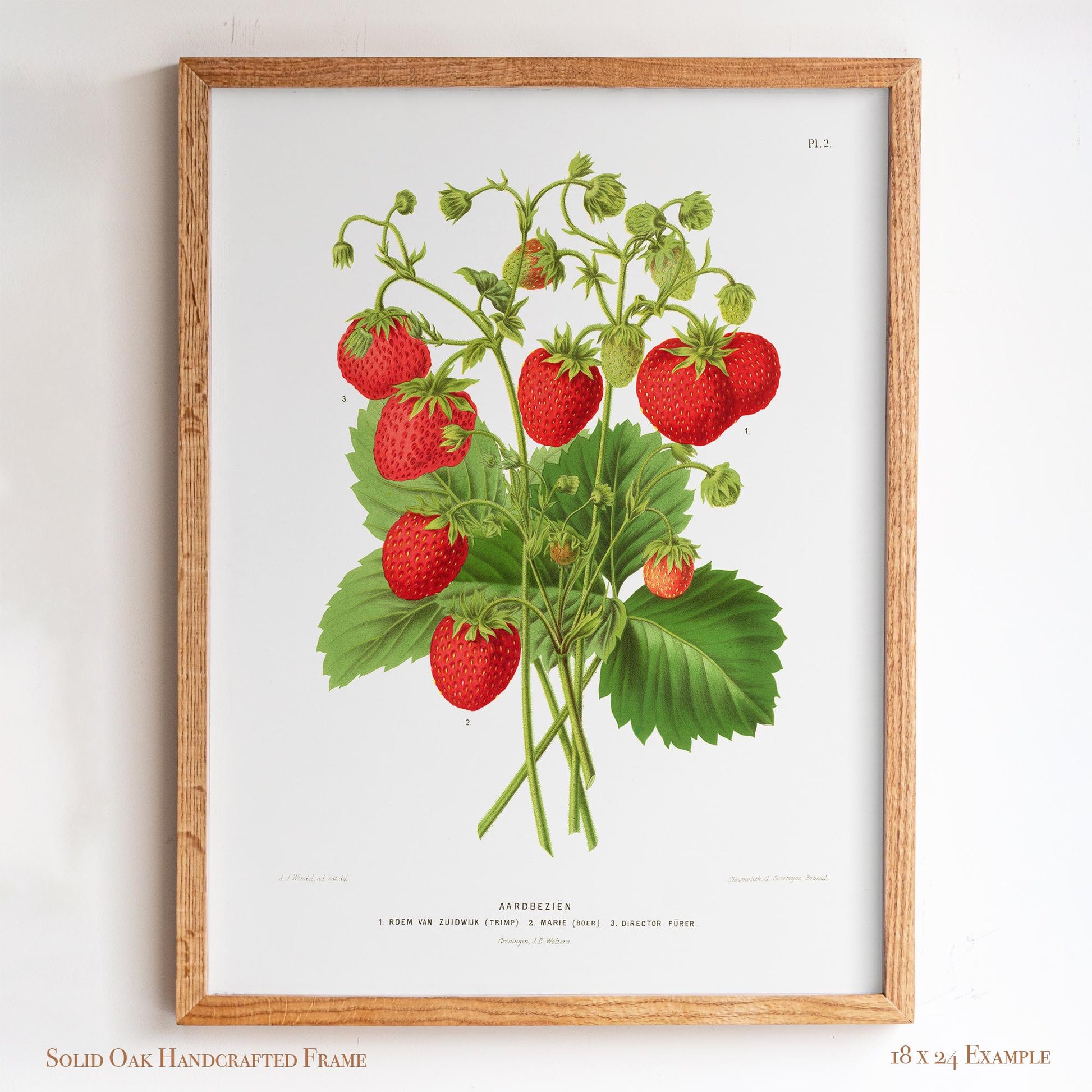 Antique Dutch Strawberry Plant | Vintage Pomology Botanical Poster | Cottagecore Pantry Decor | 15VP