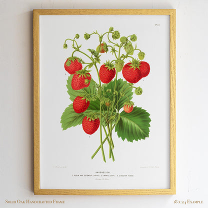 Antique Dutch Strawberry Plant | Vintage Pomology Botanical Poster | Cottagecore Pantry Decor | 15VP
