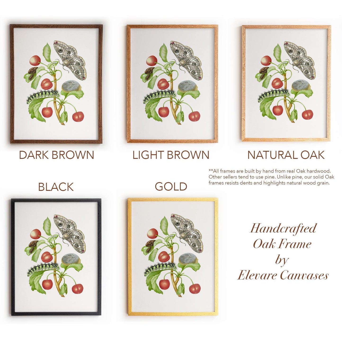 Vintage Botanical Insect Illustration | Butterfly Moth with Cherries | Farmhouse Kitchen, Garden or Cafe Art | 16VP