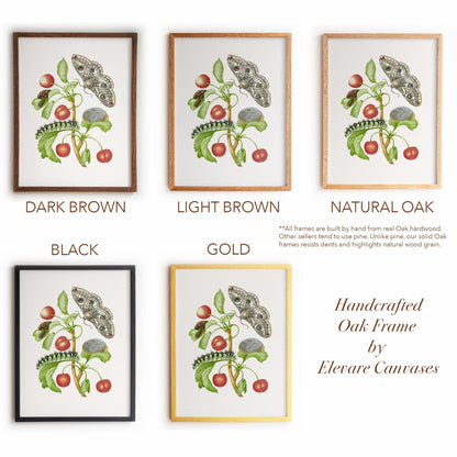 Vintage Botanical Insect Illustration | Butterfly Moth with Cherries | Farmhouse Kitchen, Garden or Cafe Art | 16VP