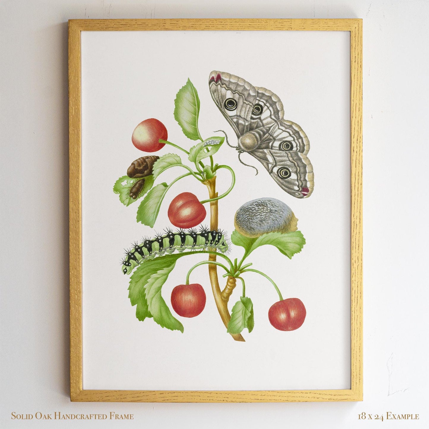 Vintage Botanical Insect Illustration | Butterfly Moth with Cherries | Farmhouse Kitchen, Garden or Cafe Art | 16VP