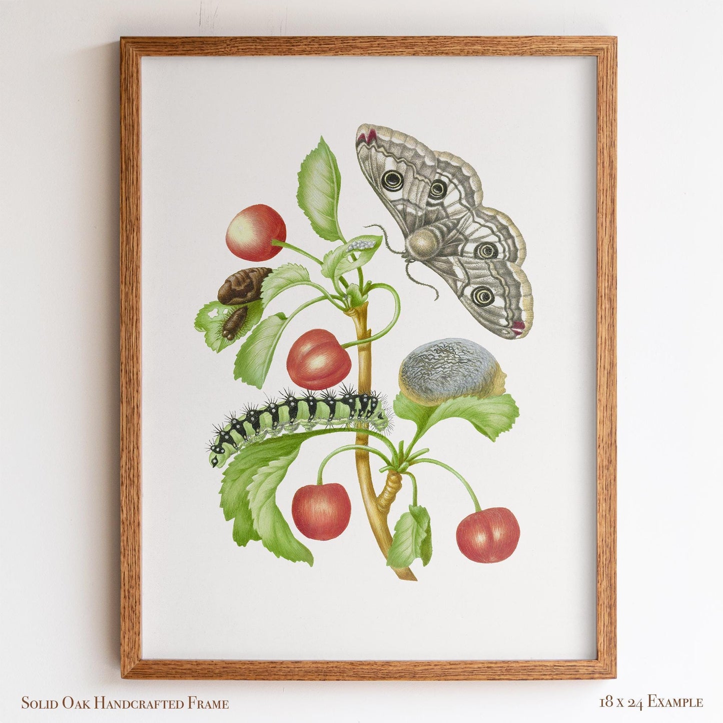 Vintage Botanical Insect Illustration | Butterfly Moth with Cherries | Farmhouse Kitchen, Garden or Cafe Art | 16VP