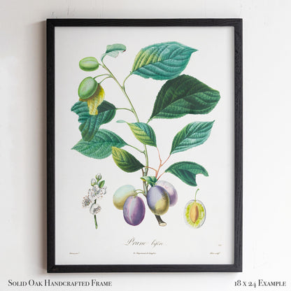 Vintage Plum Branch with Blossom Cross-Section | Antique Botanical Fruit Poster | Cottagecore Pantry Decor | 18VP